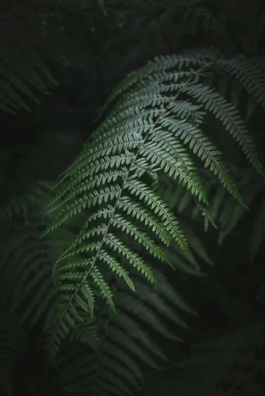 the green leaves are shining from under