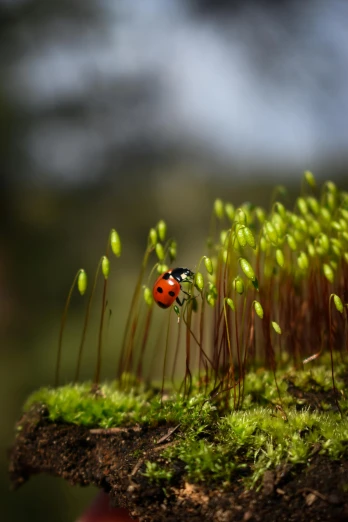 a tiny red bug crawling in the moss