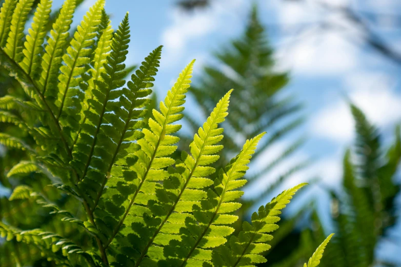 a green plant with the sky in the background