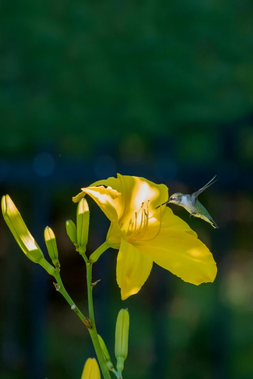 a flower with a bird sitting on it