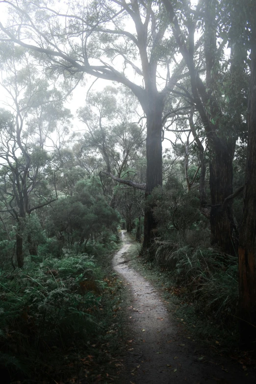 a pathway in the woods that has many trees on each side of it