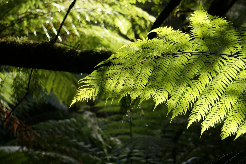 a tree with green leaves in a park setting