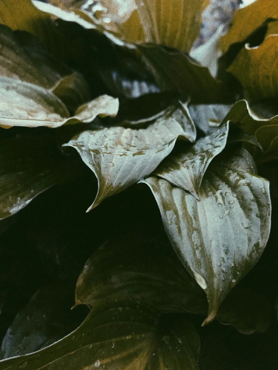 a yellow and brown plant with big leafy plants