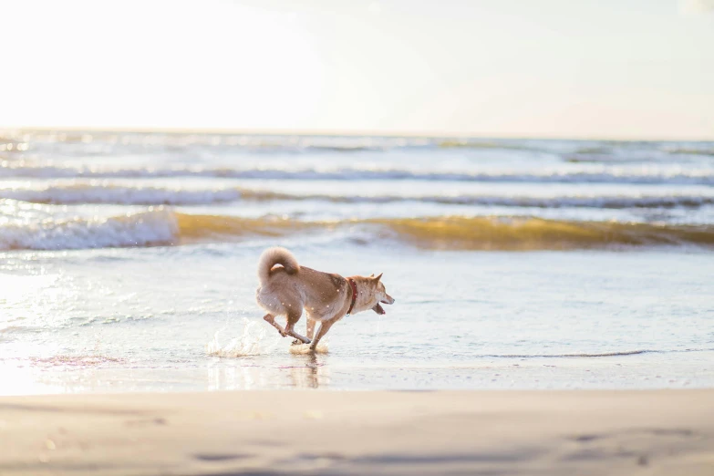 a dog standing in the ocean while looking at the sand