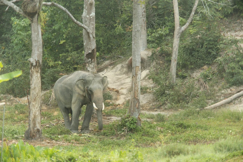 an elephant walking in the woods near tall trees