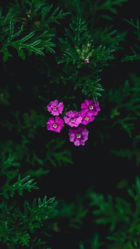 some purple flowers that are in the middle of a bush