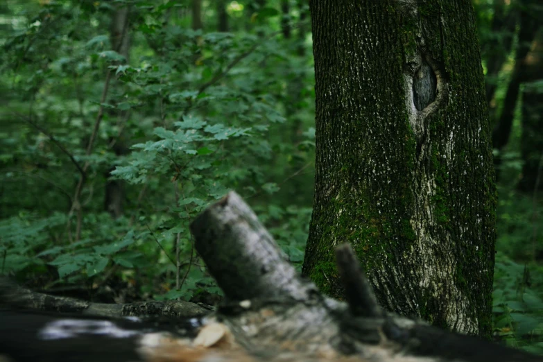 a large green animal with large paws near a tree