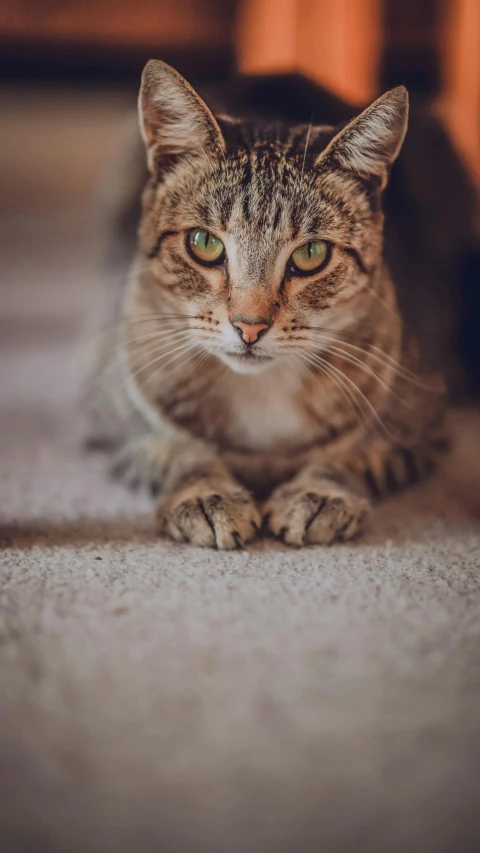 a cat laying on the ground and staring at the camera