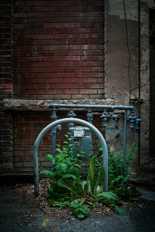 a fire hydrant on the ground near plants