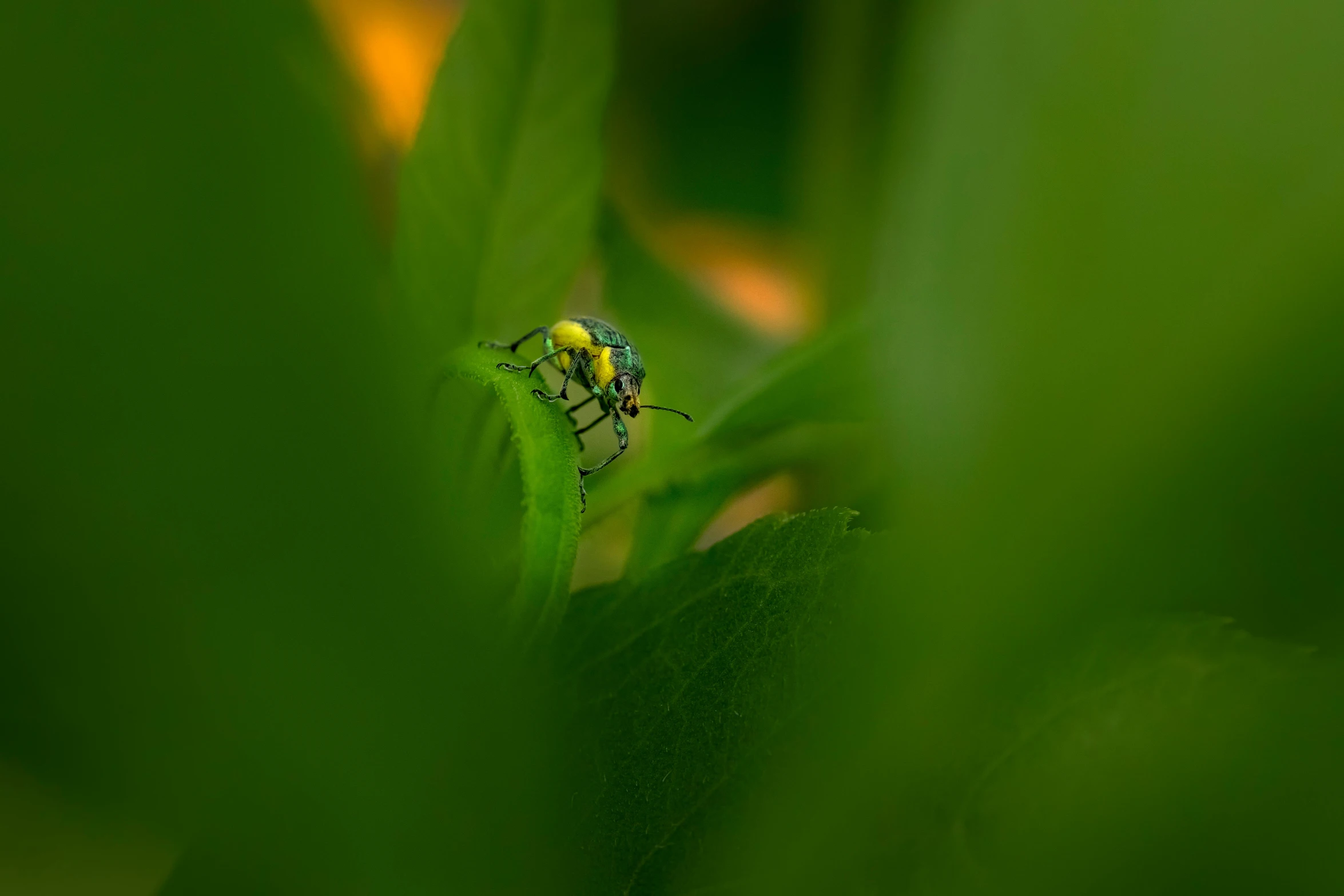 a colorful bug sitting on the edge of green leaves