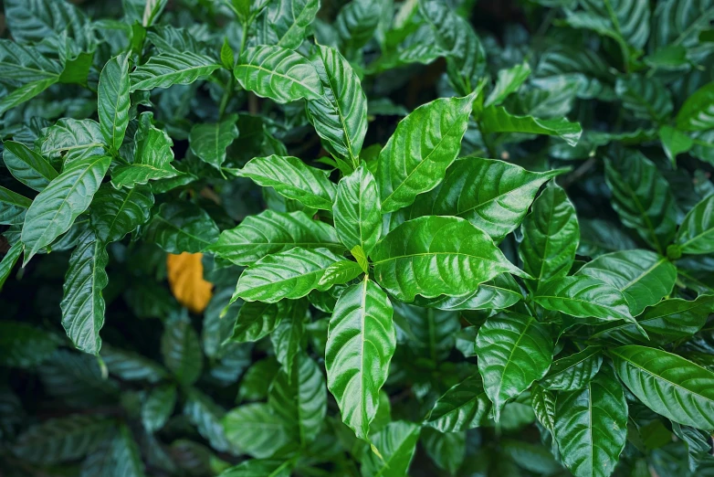 a green plant with lots of leaves in the garden