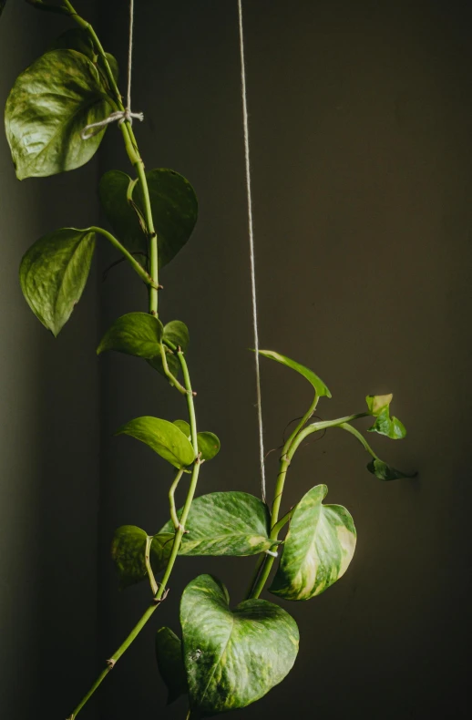 a plant with several green leaves hanging from the stems