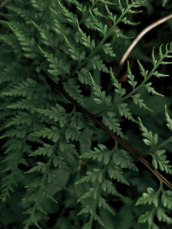 a fern leaves in a green setting