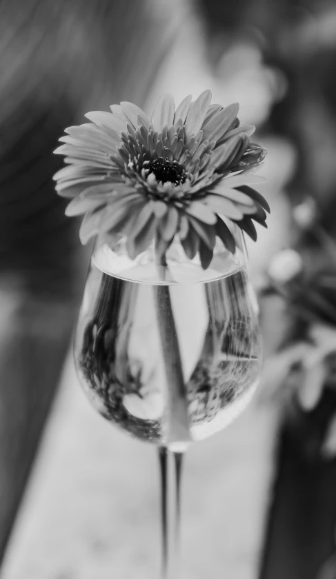 a glass filled with water and a flower sitting on top of a table