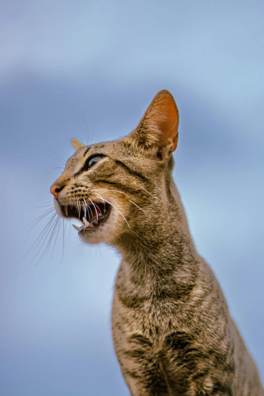 an adult cat with its mouth open standing against a blue sky