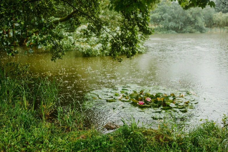 an image of a pond full of lilies