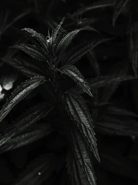 a black and white po of a plant