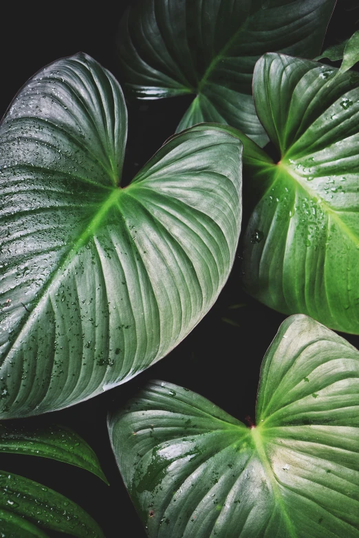 some green leafy plants with water droplets on them