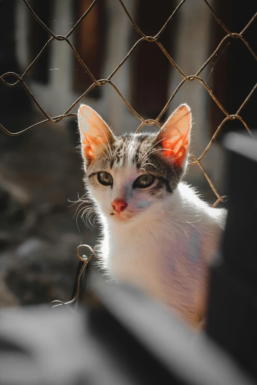 this is a kitten behind a fence staring straight into the camera