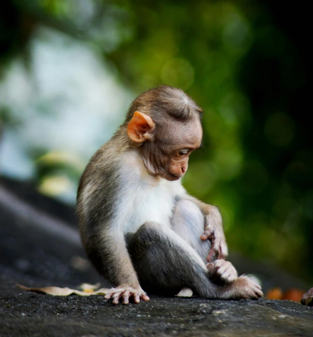 a brown monkey sitting on top of a roof