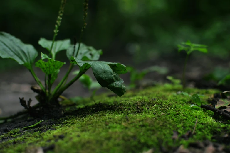 a small leaf sits on a moss covered rock