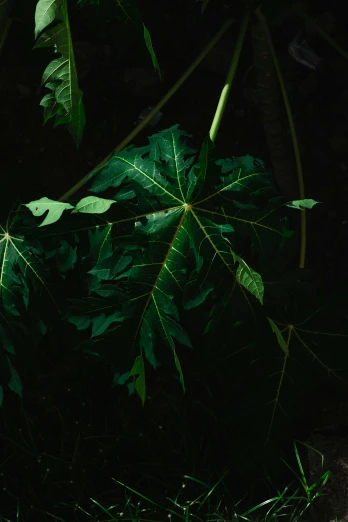 the bright green leaves are shining brightly on a dark background