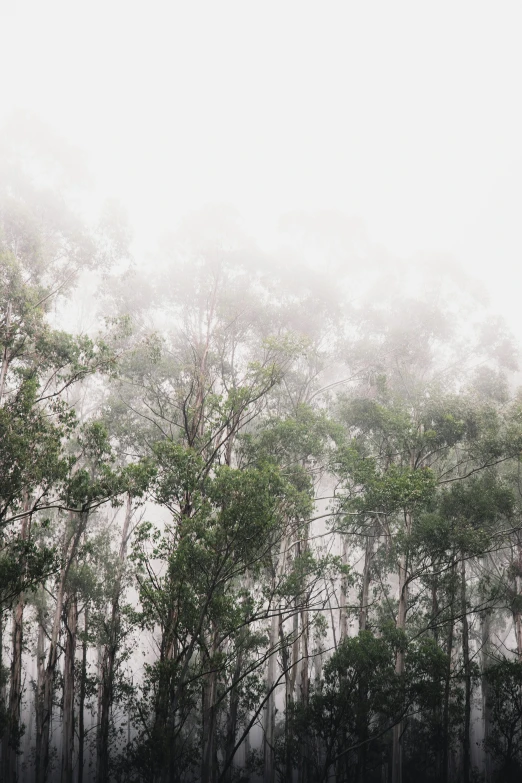 a horse stands alone among the trees in a foggy, foggy landscape