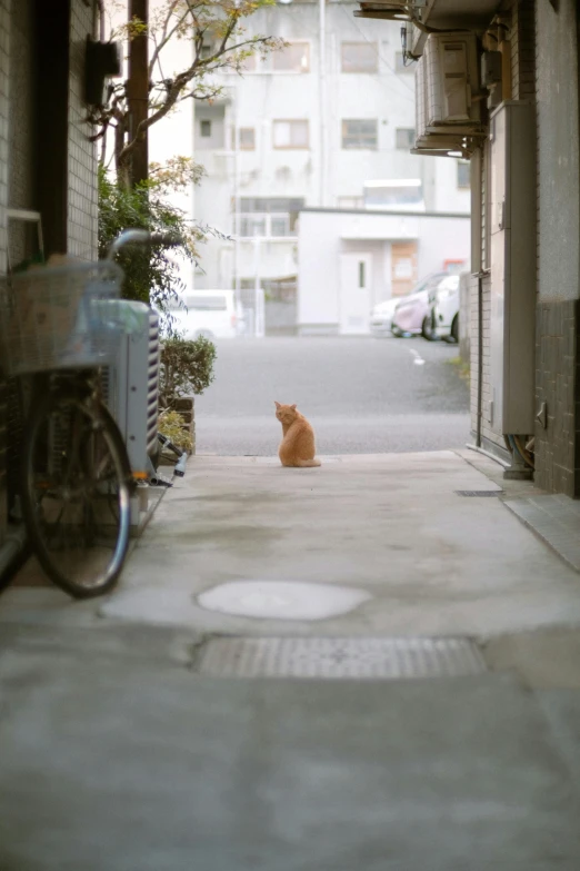 a small cat that is sitting down