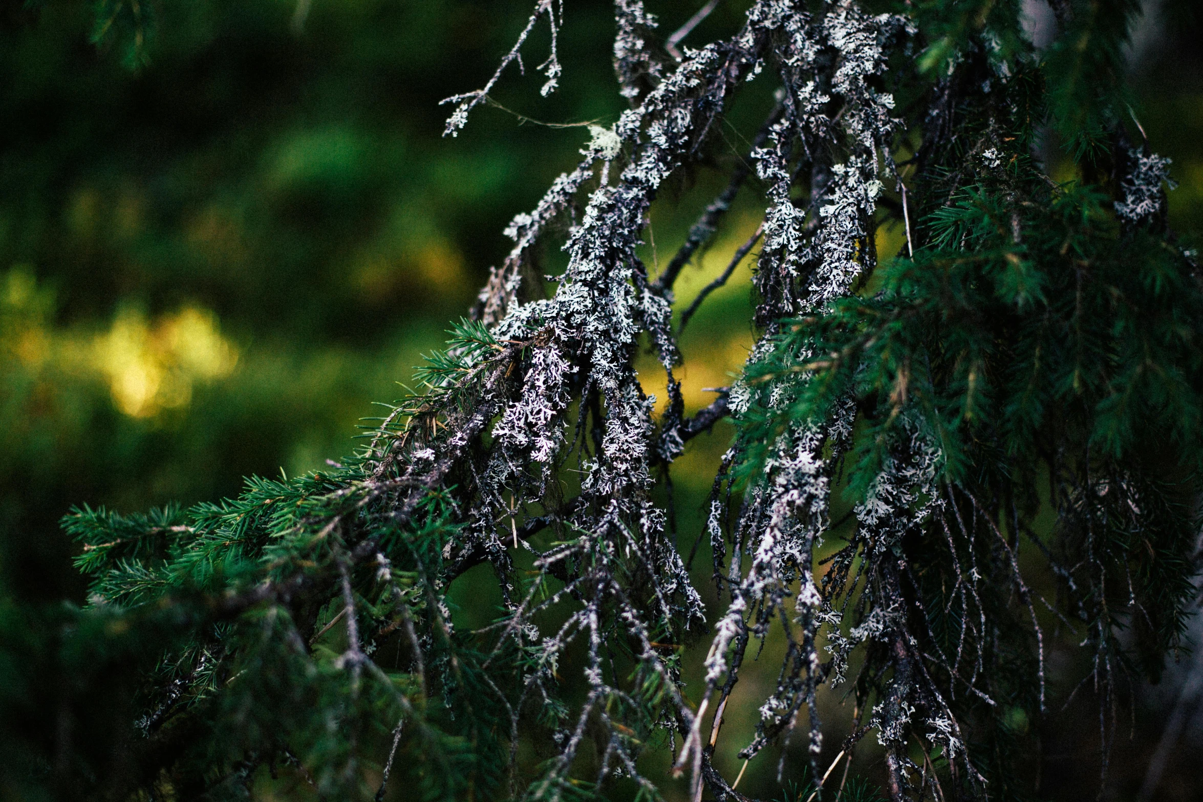 a nch with white moss is shown with the sun shining behind it