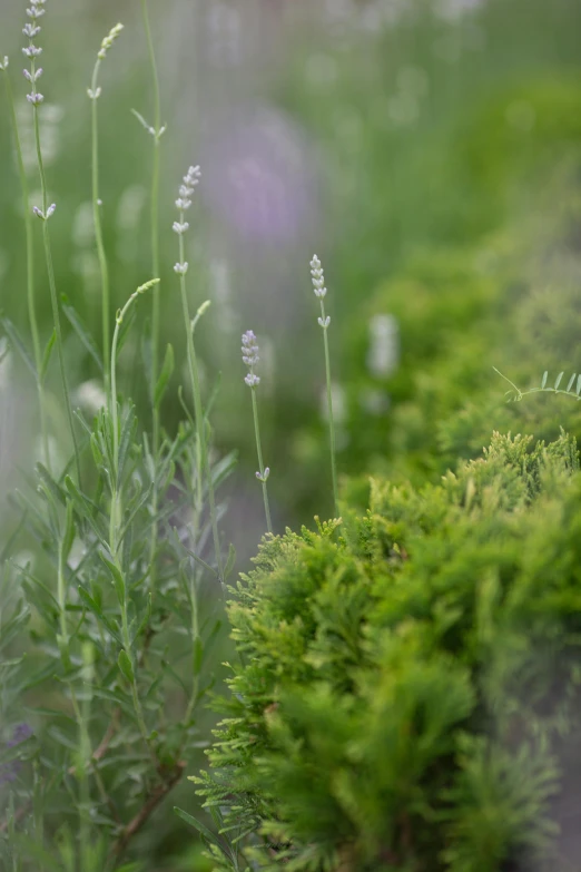 closeup s of some green plants and purple flowers