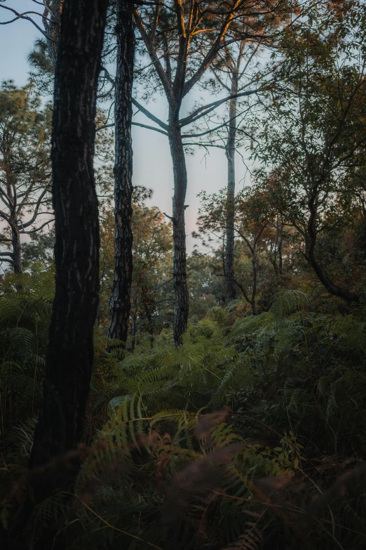 a lot of tall trees standing in the forest