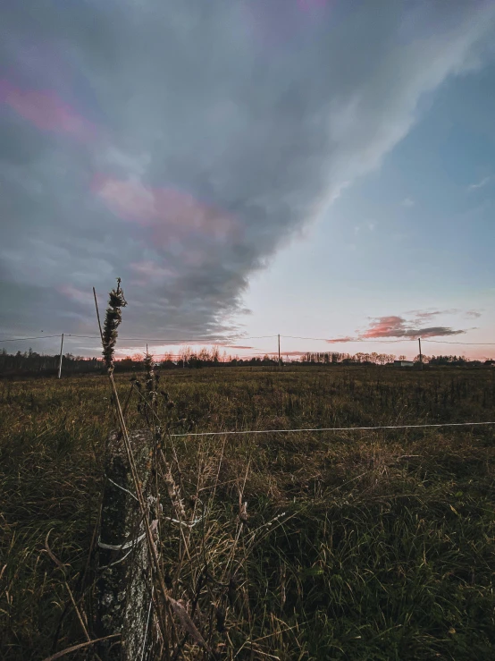 a large field that has a bunch of weeds in it