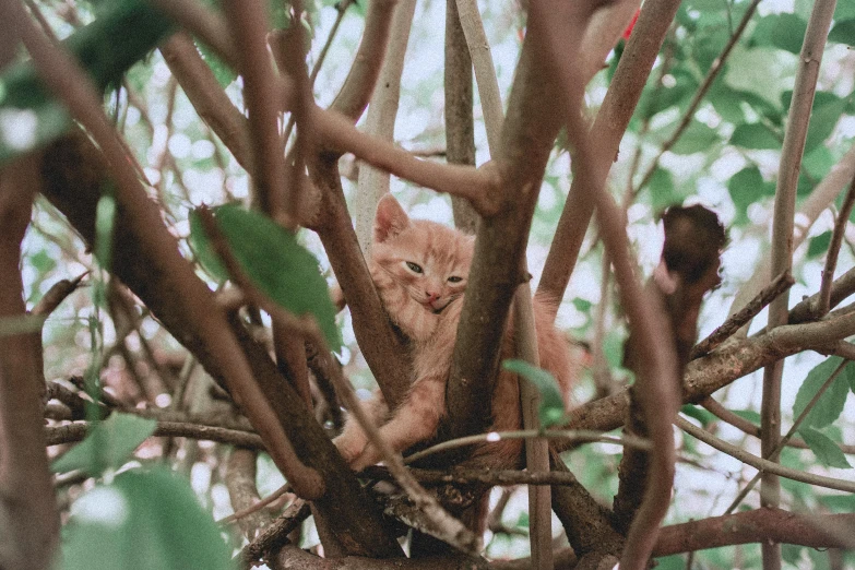 the cat is in the tree that is looking at the camera