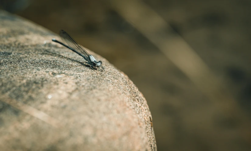 a small dragonfly sitting on top of a cement ball