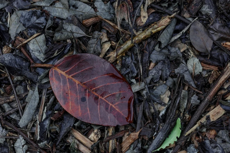a leaf that is laying on the ground