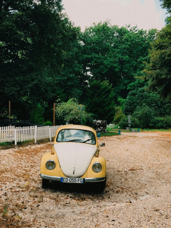 the rear view of a yellow and white beetle