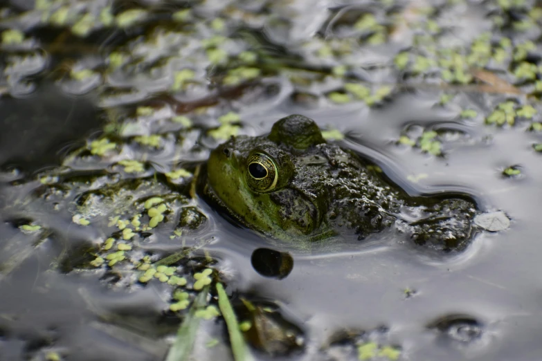 a frog that is floating in some water