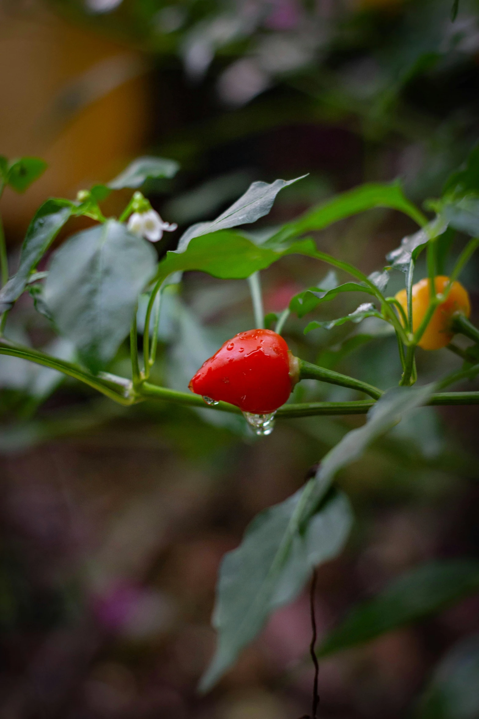 two red  peppers on the stalk of a plant with drops of water