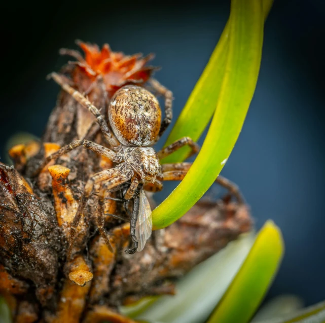 the spider is hanging from the plant by itself