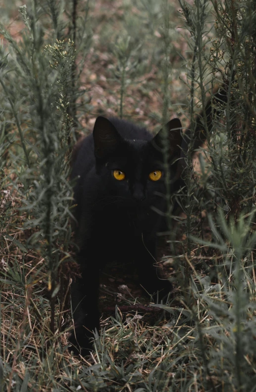 a black cat with yellow eyes walks through the tall grass