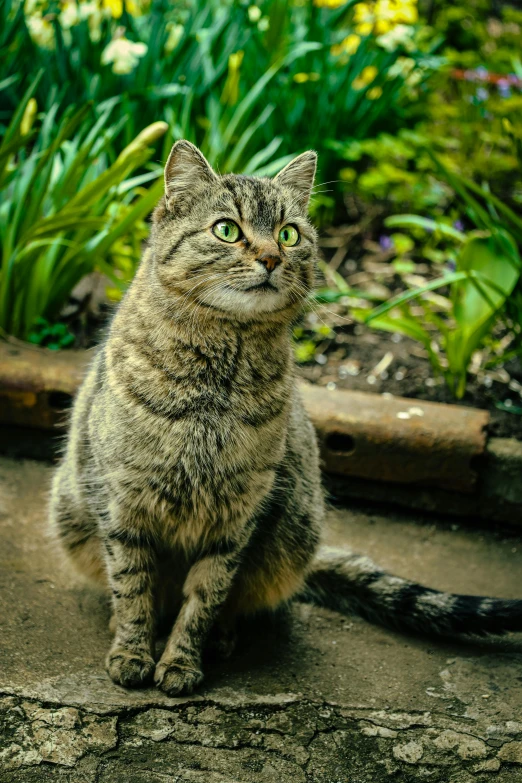 the cat is sitting in front of plants