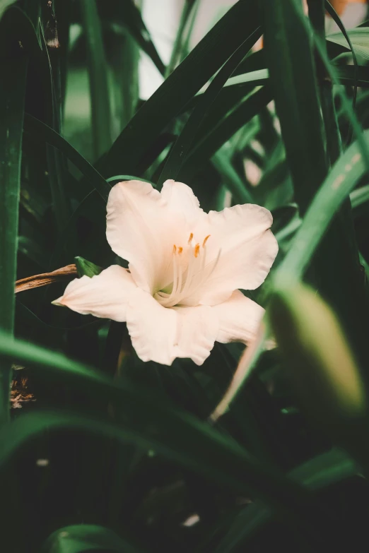 white flower growing through the blades of green grass