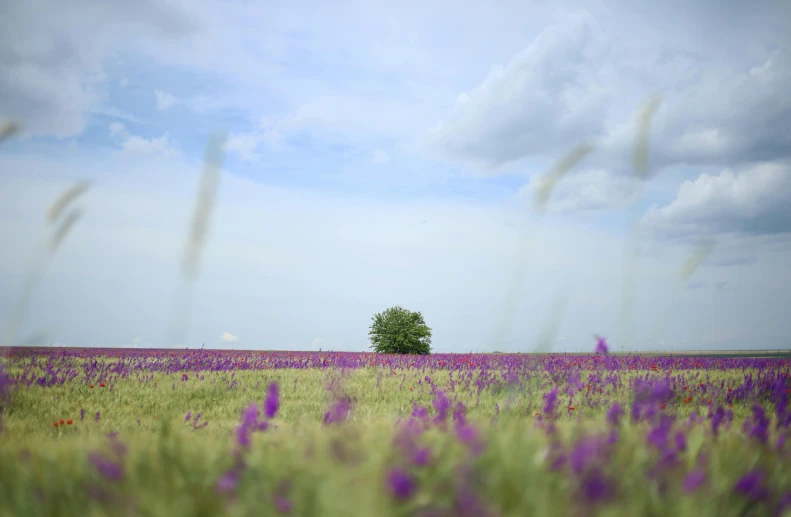 a field with purple flowers under a cloudy sky