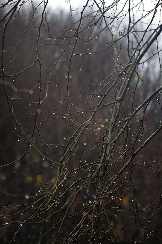 rain drops hanging on tree nches at dusk