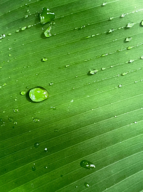 water drops on a green leaf, with light reflection