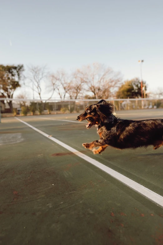 an adorable brown and black dog is jumping for a tennis ball