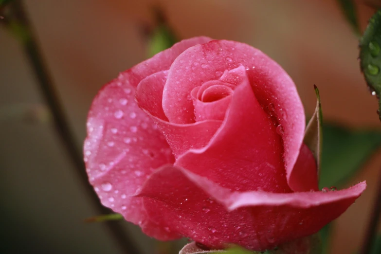 close up of a pink rose that has water droplets