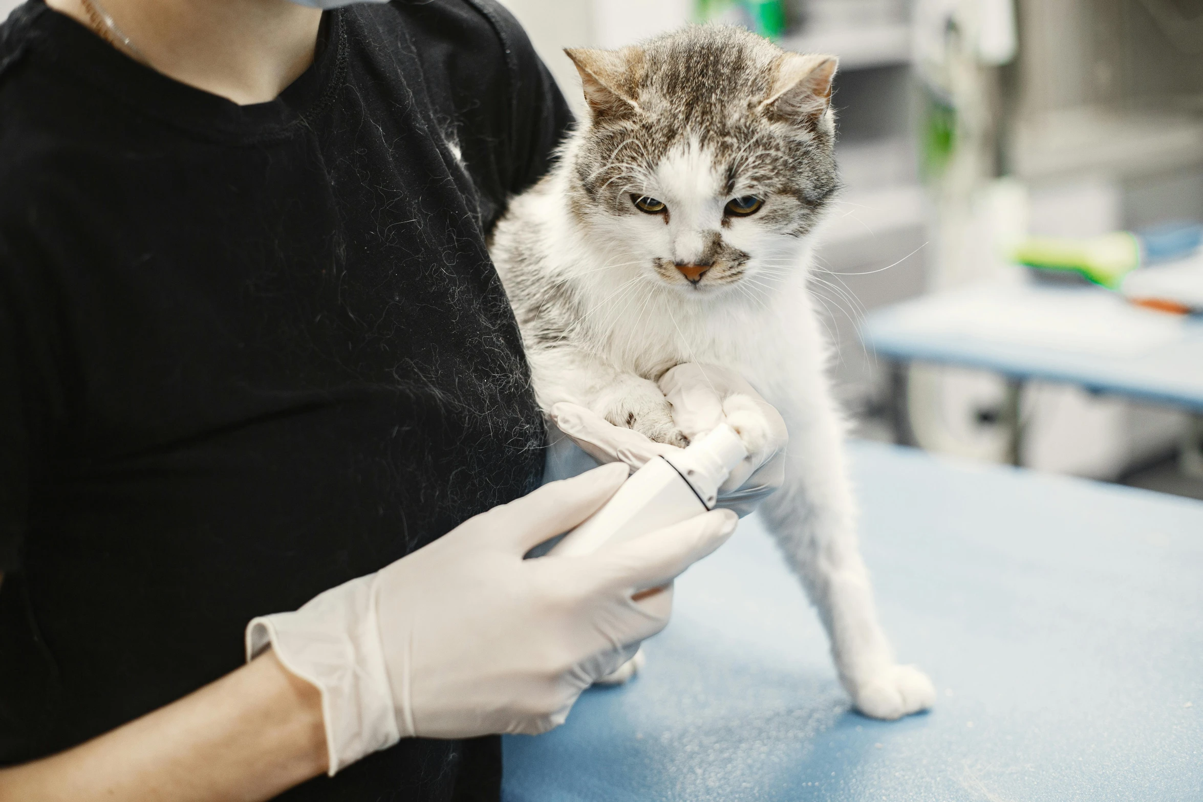 a man in white gloves holding a small cat