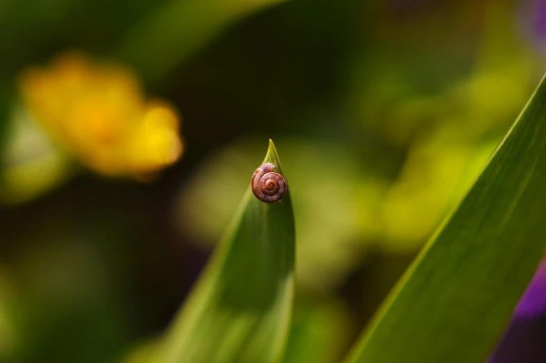 a tiny bug crawling on a blade of grass
