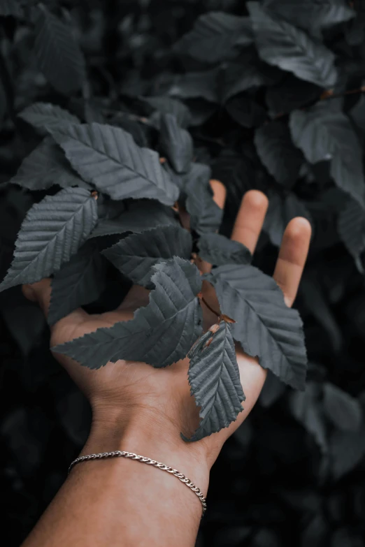 two hands that are holding leaves together